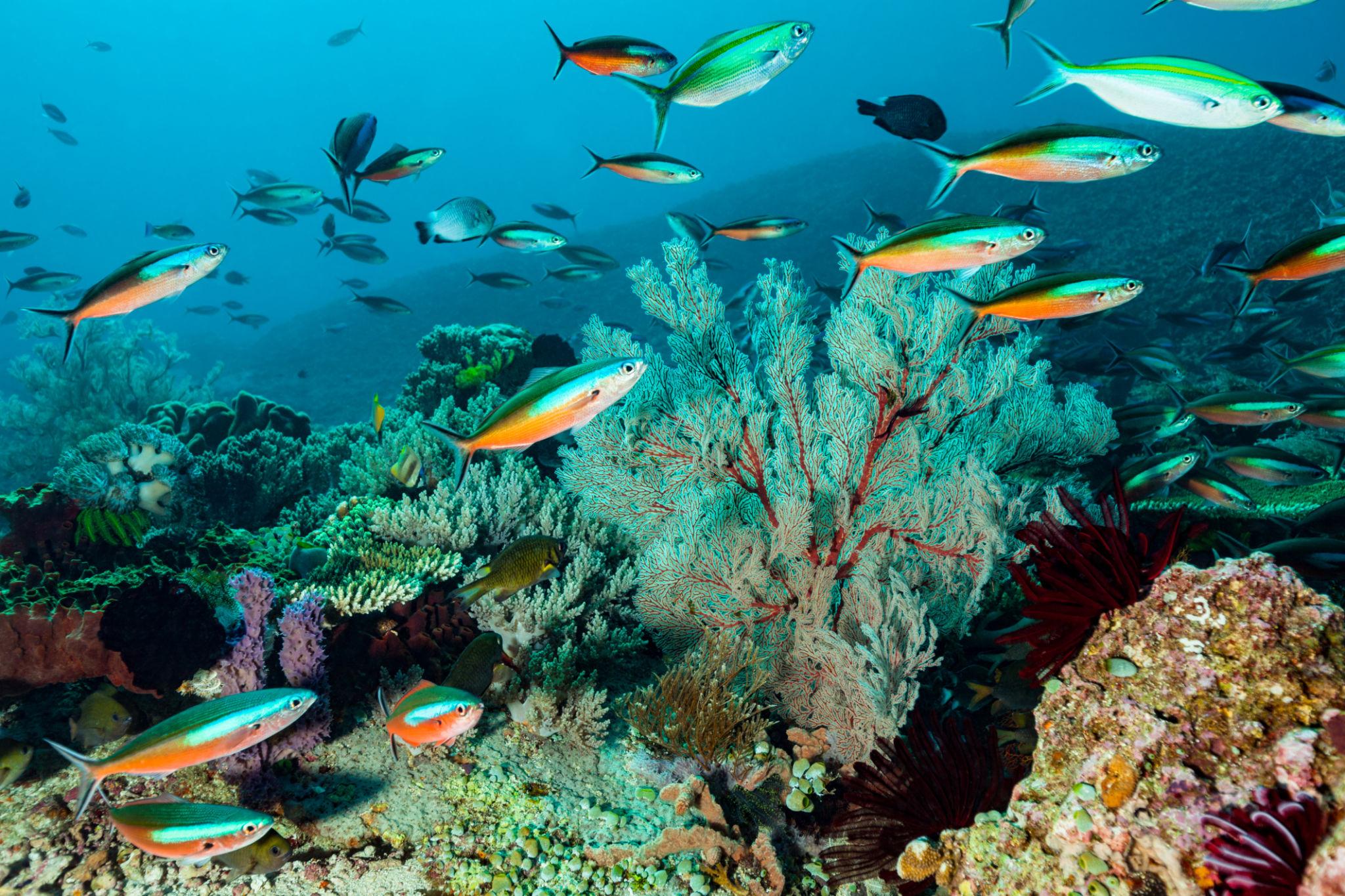 Kehidupan Laut di Pulau Labuan Bajo: Surga Bawah Laut Indonesia