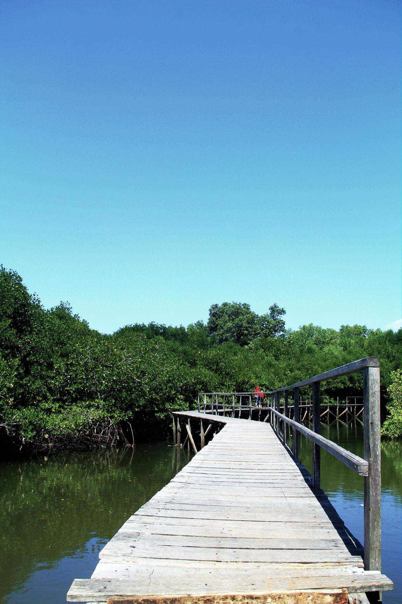 Hutan Mangrove Terkenal di Indonesia